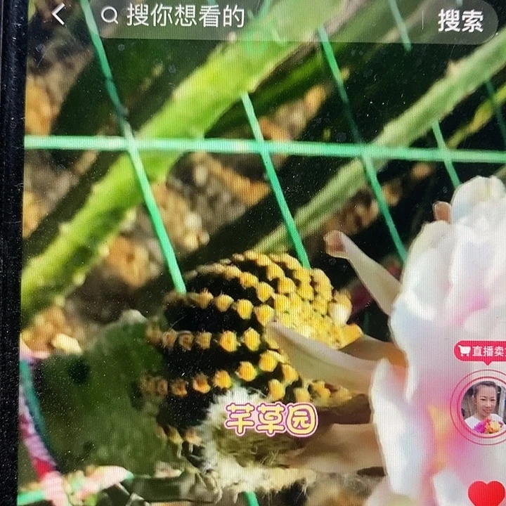 天雪彩草侧芽四公分