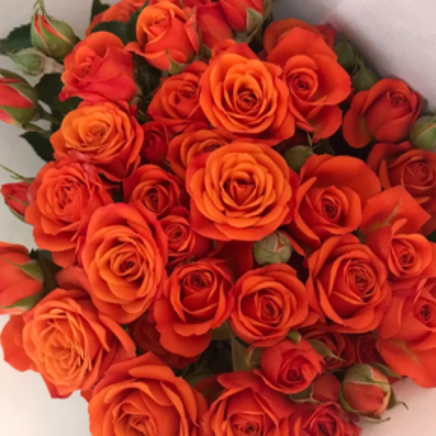 橙色芭比 月季花苗橙色多头耐热勤开盆栽土培植物