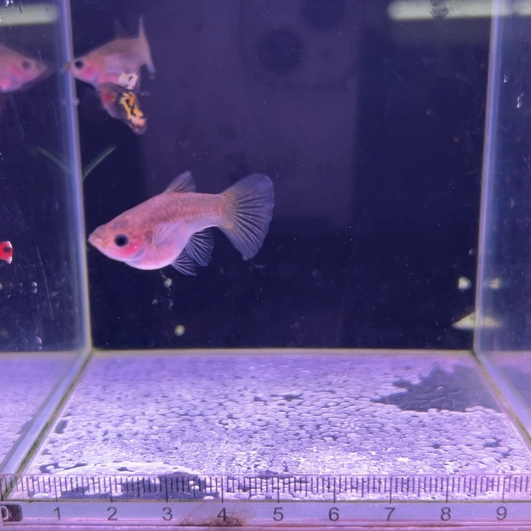 孔雀鱼小蜜蜂玻璃猫2母1公
