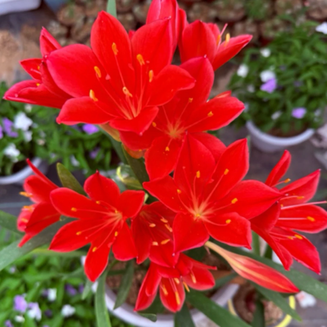 精品紫根兰又名乔治百合群开超漂亮适合新手种植网红花好养易活