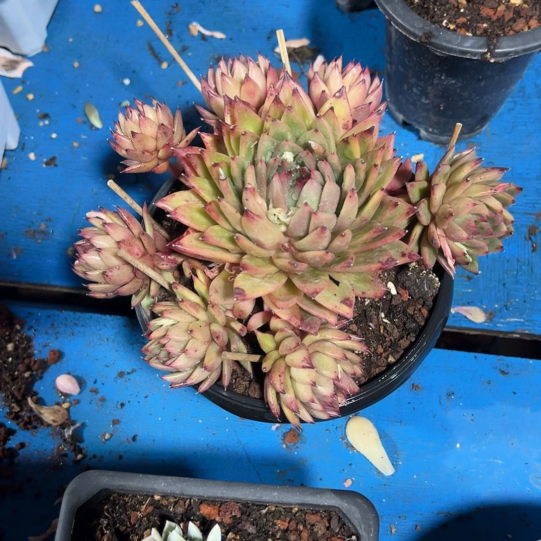 海*源蔷薇捧花多肉植物