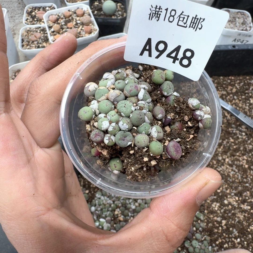 A948。小红嘴一盒。好看尺寸不是太大