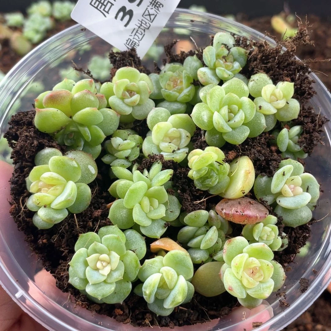 圆叶彩糖一物一拍395