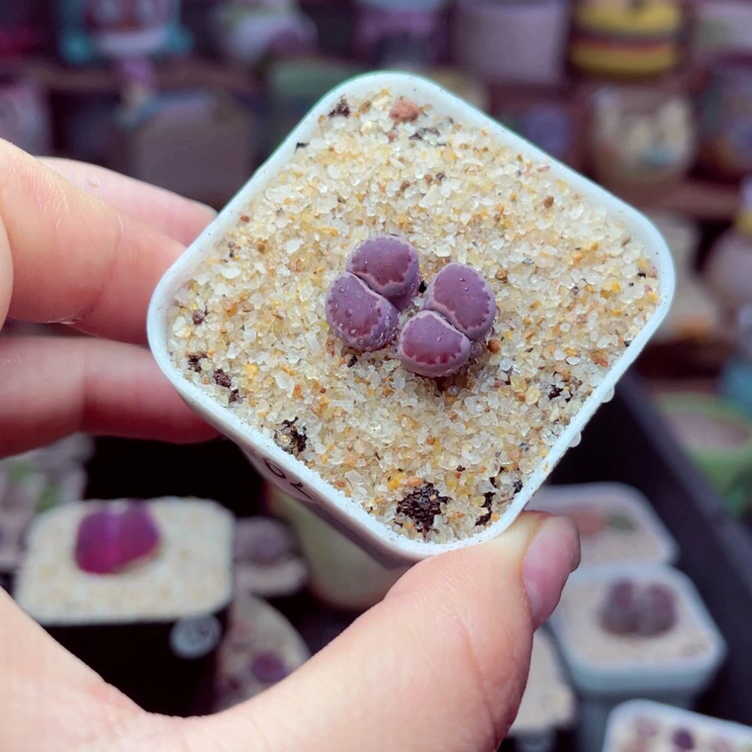 185号带盆包邮发货