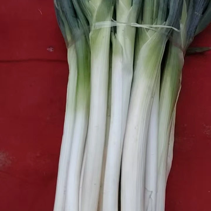 （明天到店自提）新鲜去叶大葱（一捆10斤）