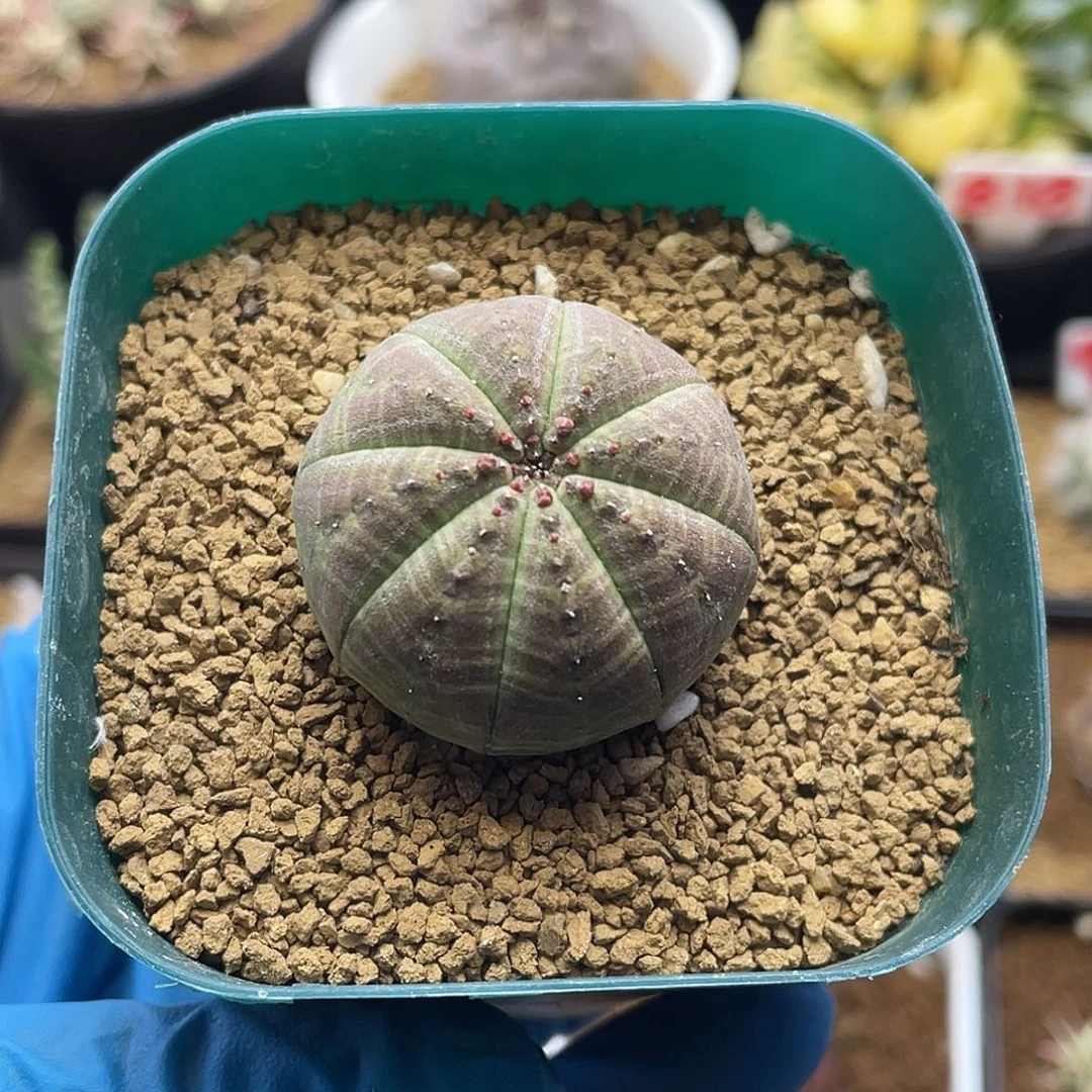 实生布纹球仙人球多肉