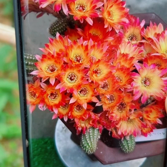 19白檀吕火焰3个无根侧芽小20包邮