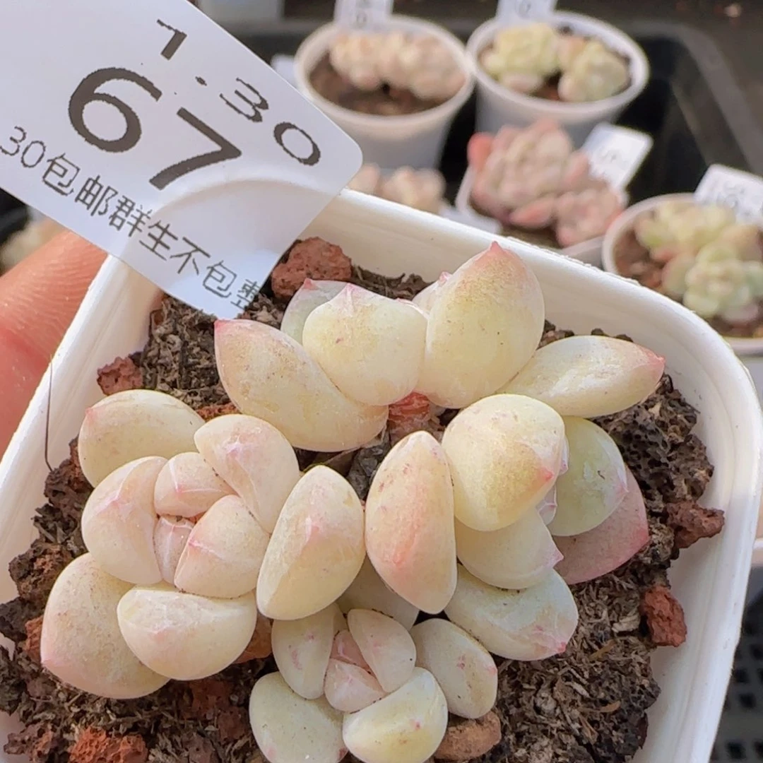 冰玉小脸四头一颗脱土