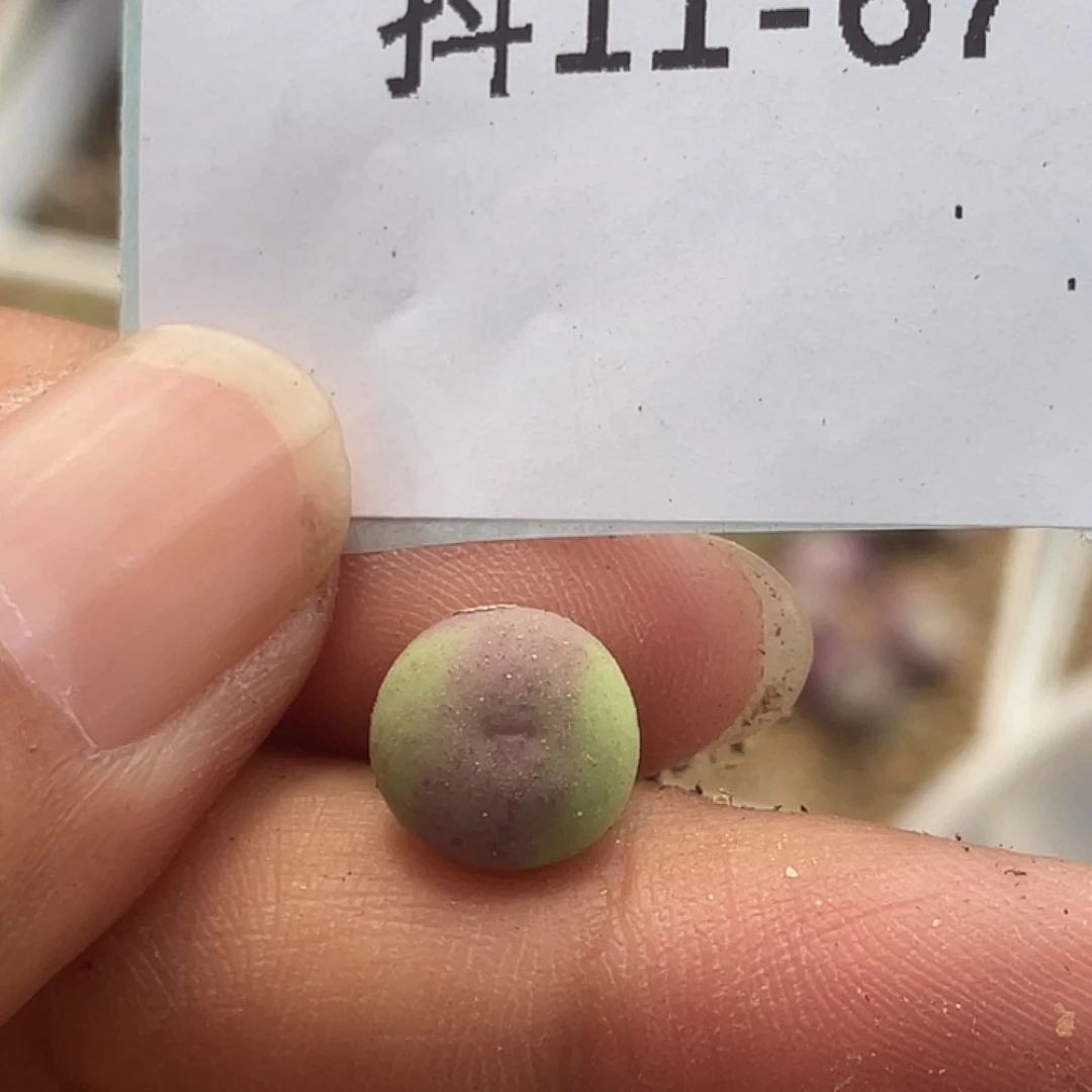 11-67大g苗多肉植物