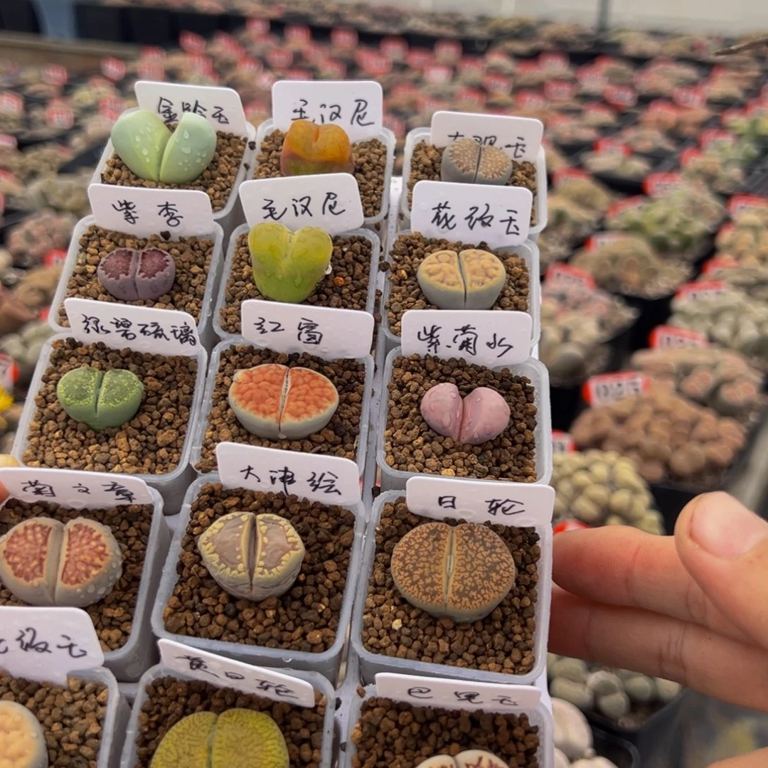15颗pp送花盆标签