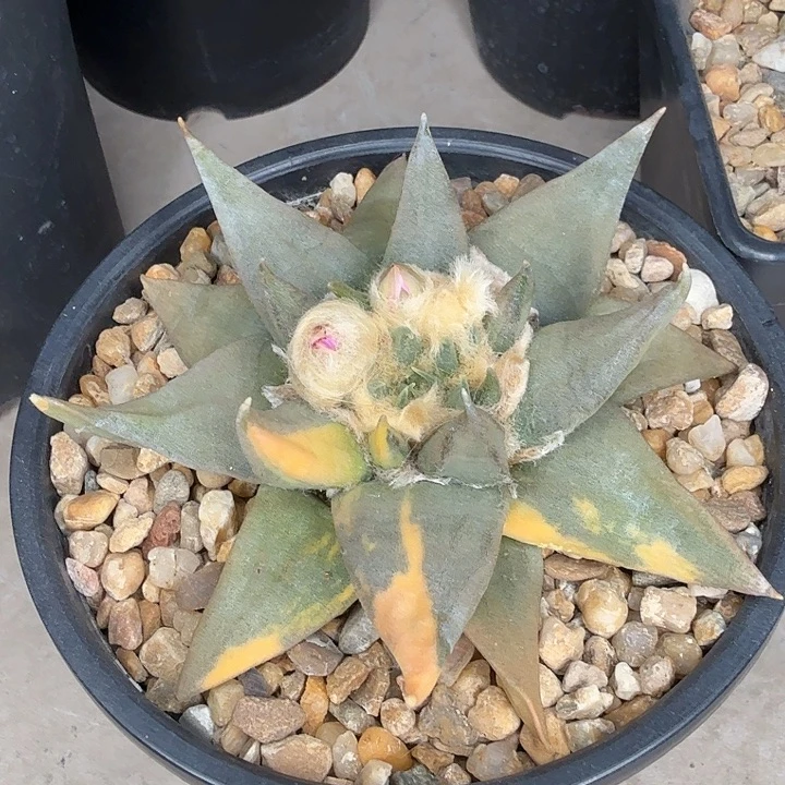 赤花黑龙锦无敌大牛苗