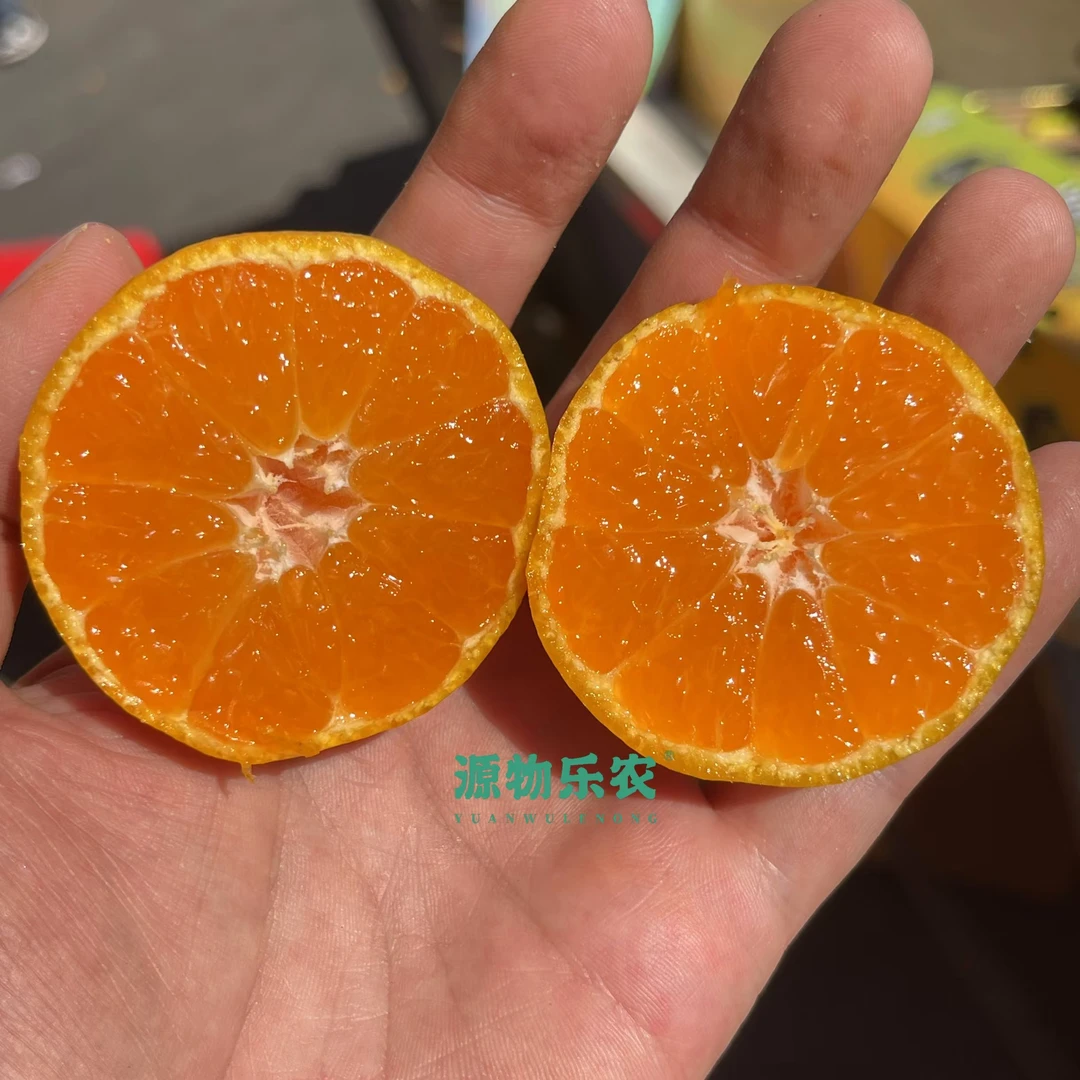 东江湖蜜橘-北京水果同城配送小时达