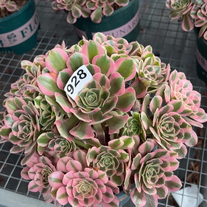 928粉女郎26厘米左右半木质