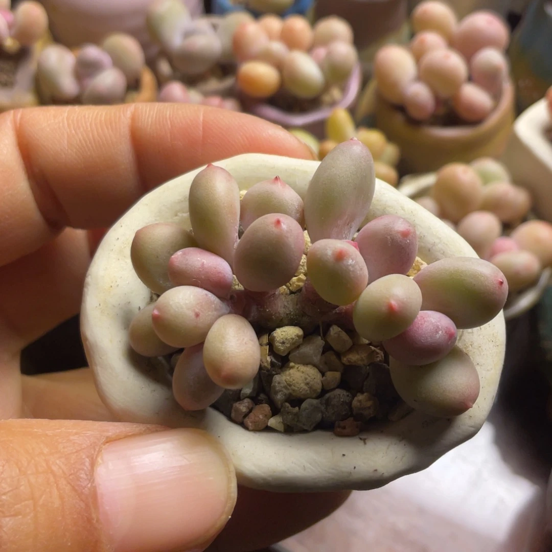 正版彩虹奶朵缀精品韩版