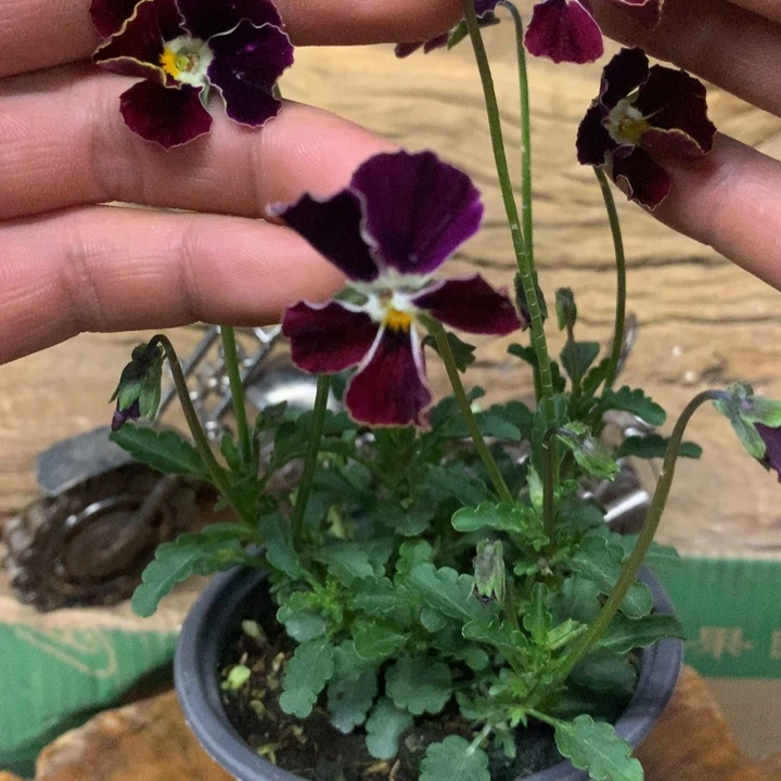 无花朵角堇盆苗一物一拍12盆016