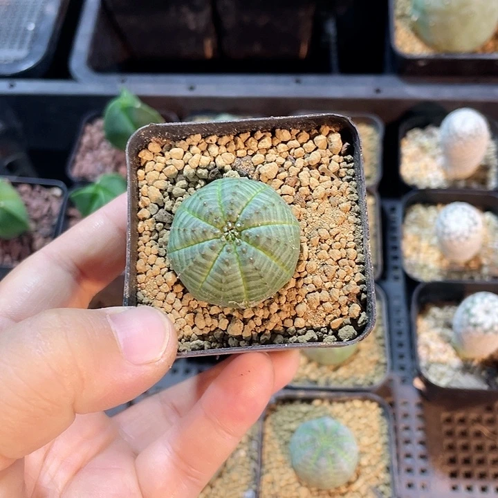呵***呵094布纹球仙人球植物