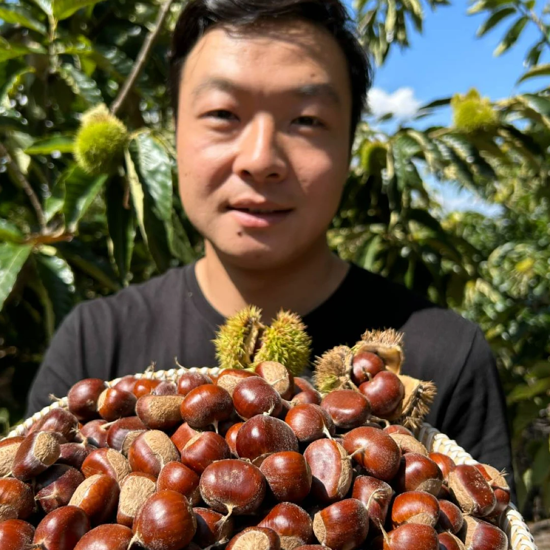 2025年云南高山老品种新鲜3113黑毛栗口感粉糯香甜去刺球 1/3/5斤