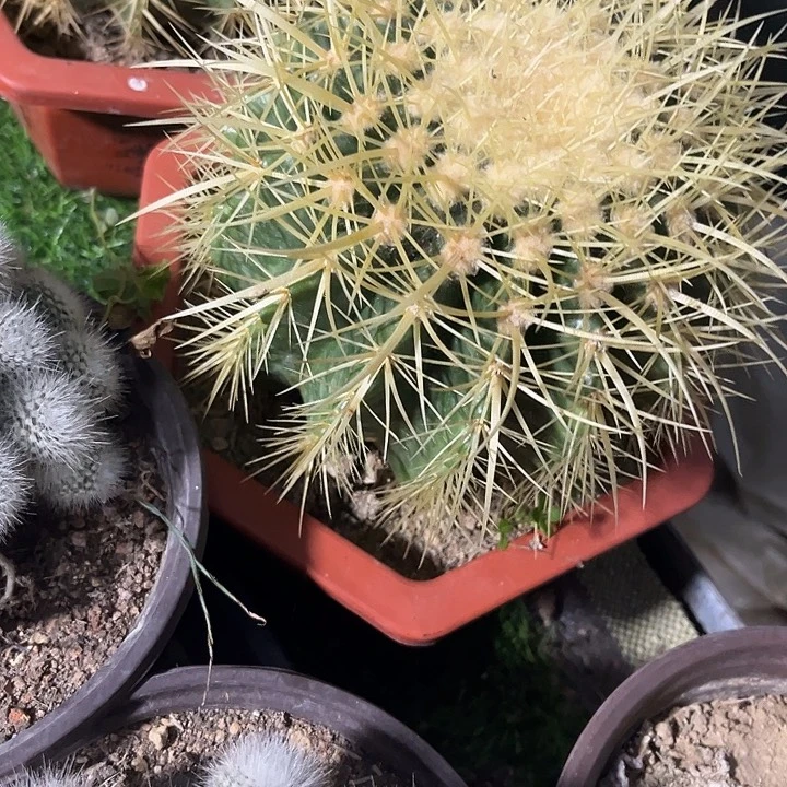 大单头金虎zzzzzz