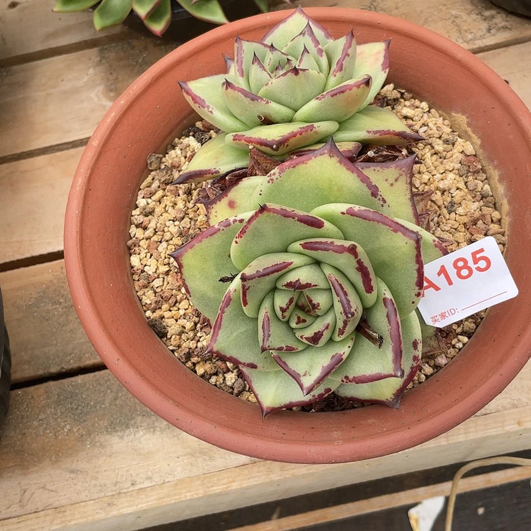 若如东云单拍A185