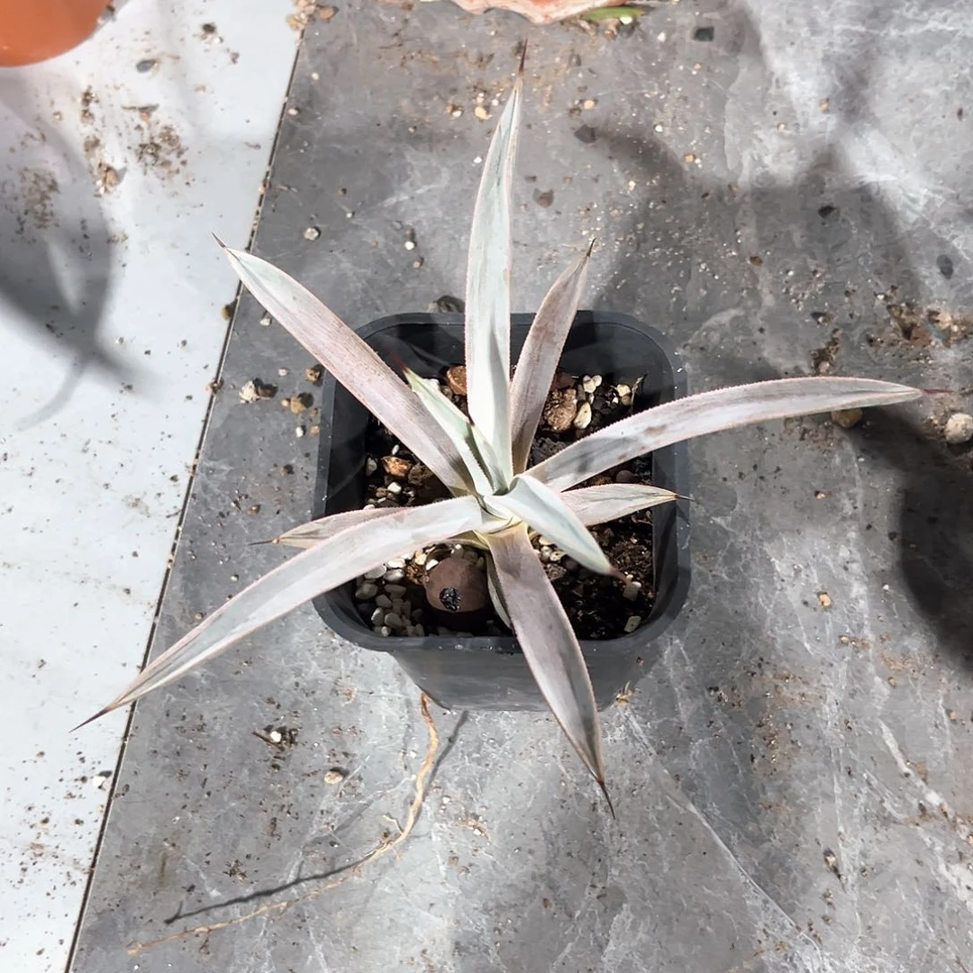 ′***頭冥王福利20米