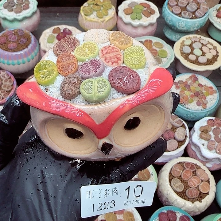 生石花满18包邮1223-10