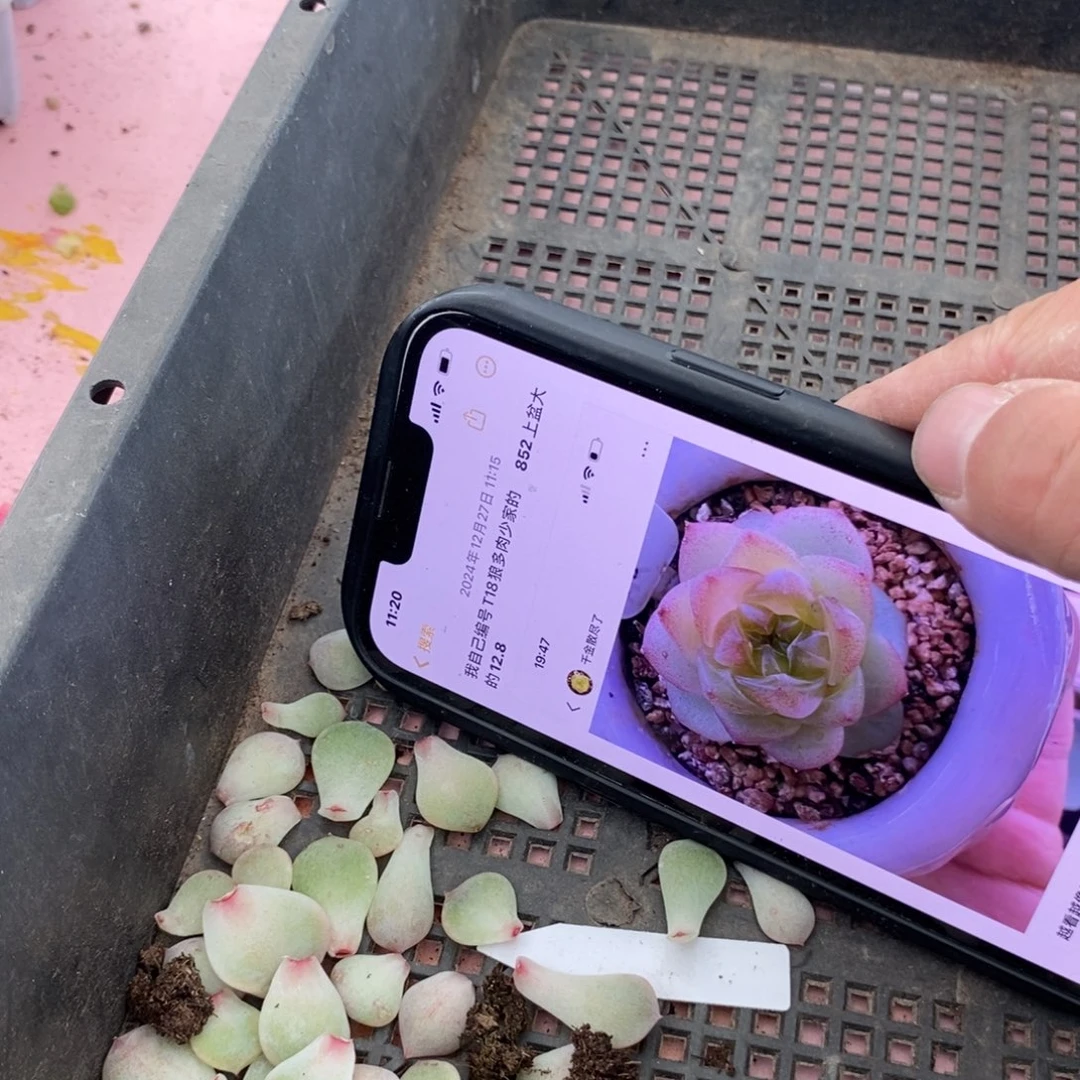 纯叶片甜心t18叶片一个