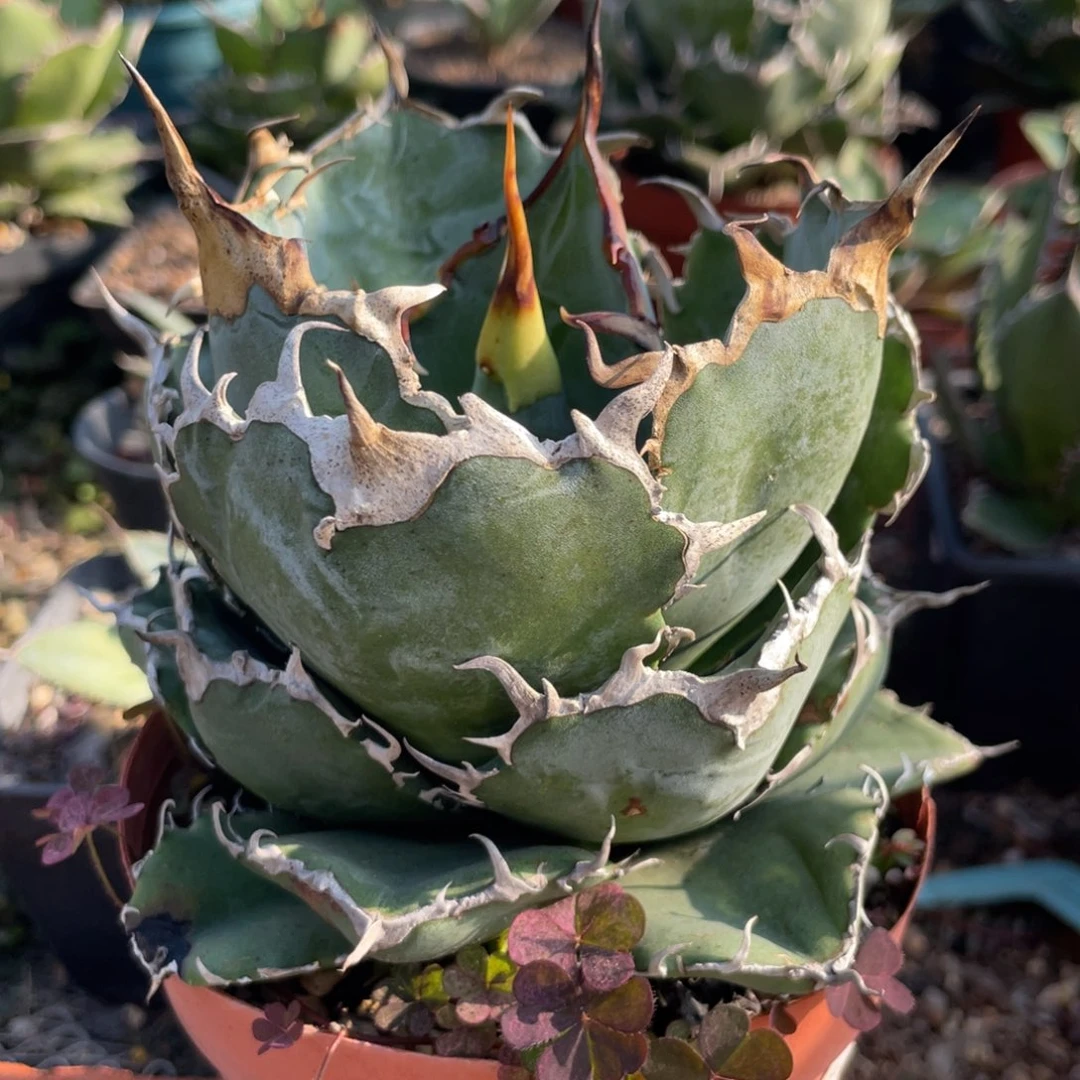 无花朵白鲸龙舌兰111