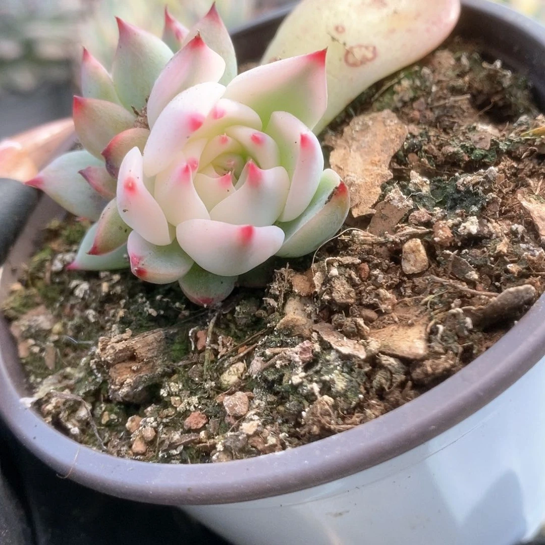 171锦锦锦锦锦锦锦