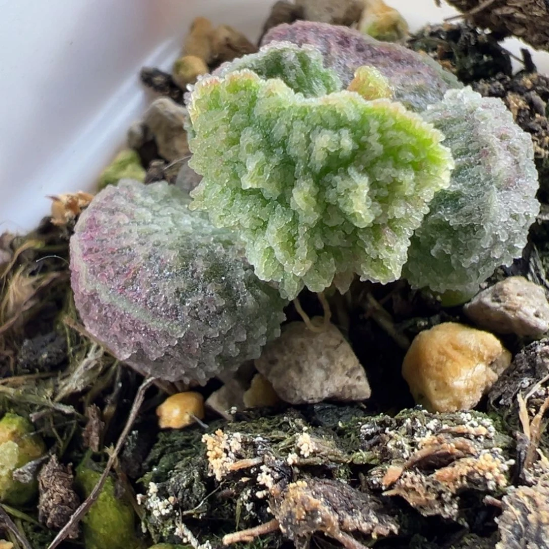 实生新品多肉植物整颗水泡