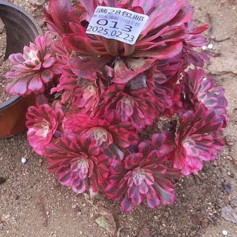 2.23-13同白多肉植物