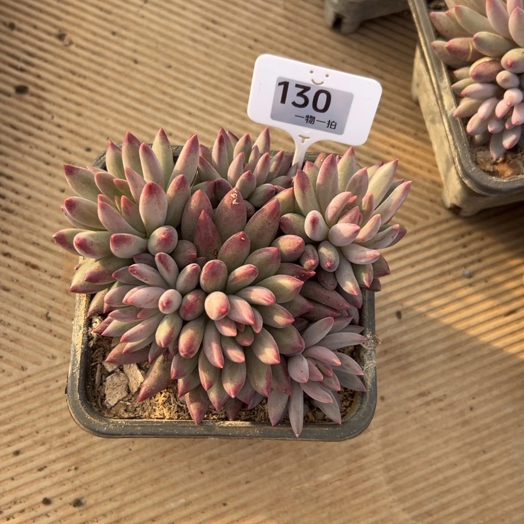 c***馨130、多单独发反反复复