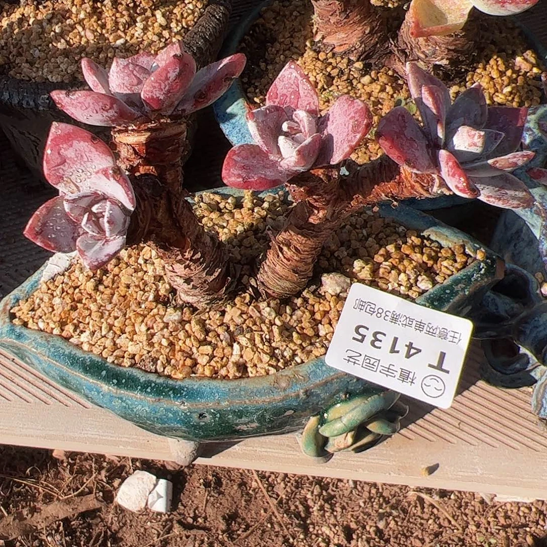 4135泡西弗洛拉仙女杯