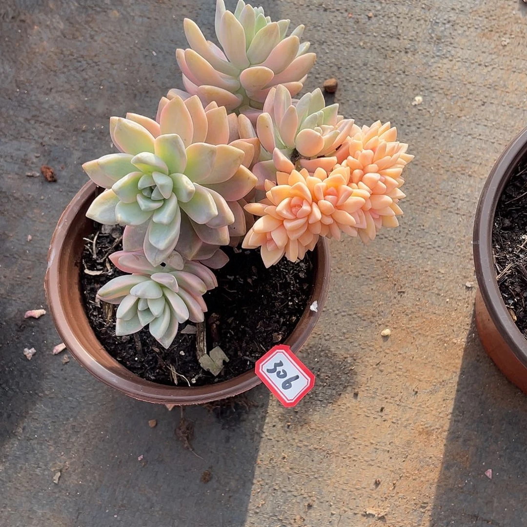 306淡雪锦 一物一拍多肉