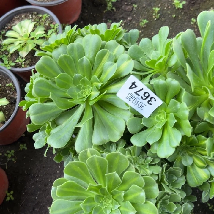 多肉植物3674种植物