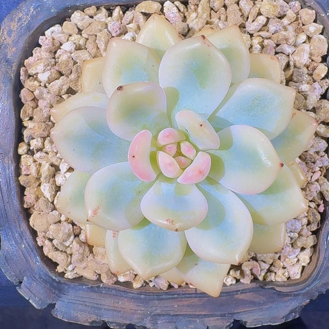 橙梦露 宽锦 一物一拍
