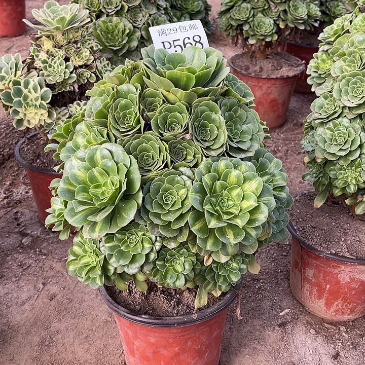 568翡翠琉璃多肉植物