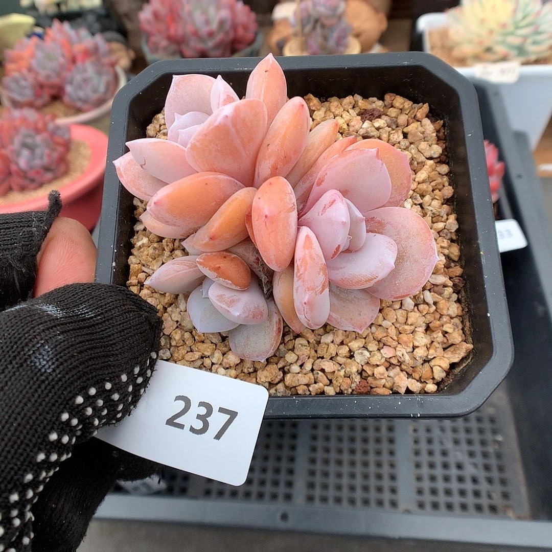 237奶茶多肉植物66666