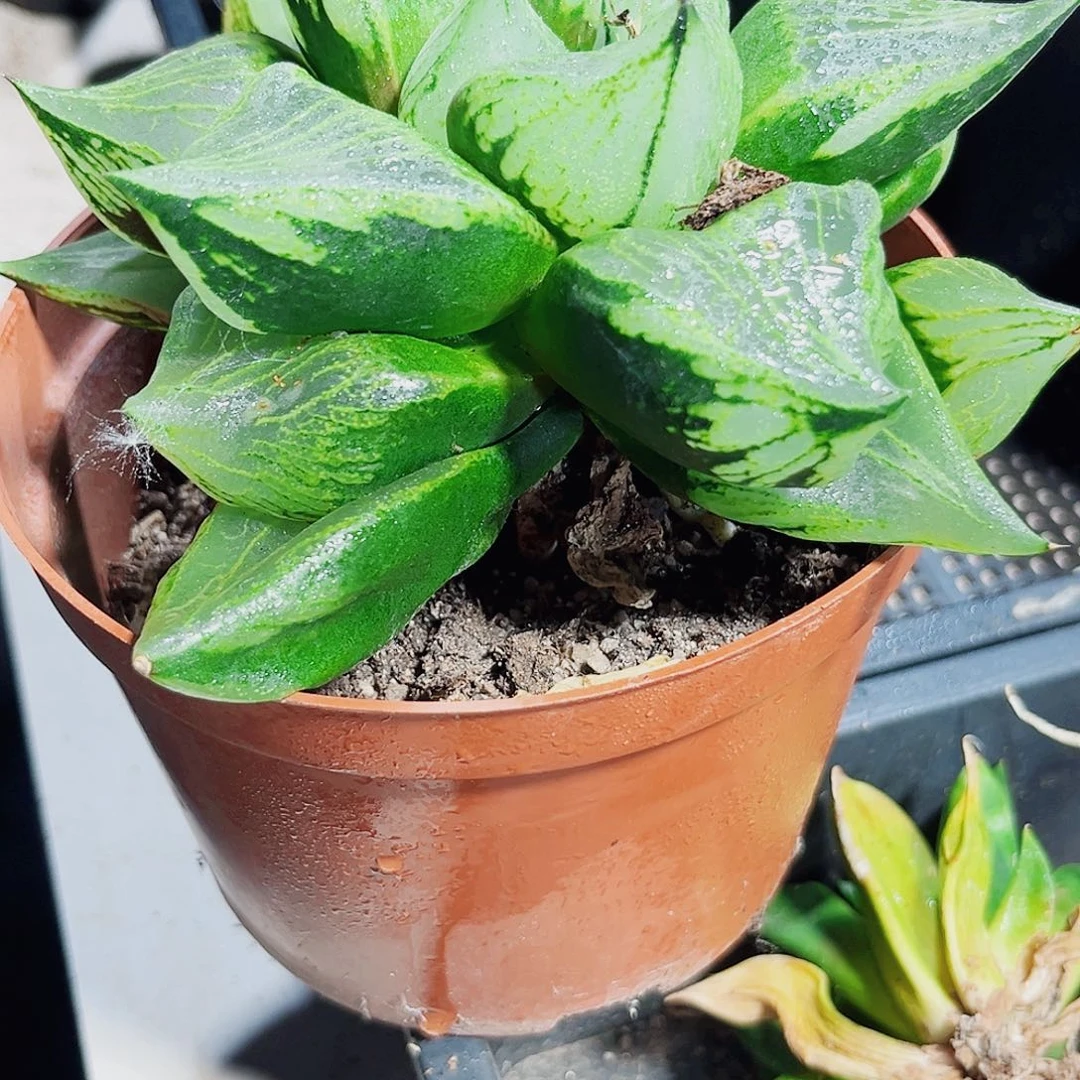 母本裹般若新手好养