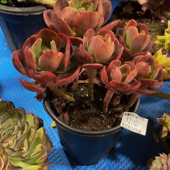 阳****里大唐玫瑰12110多肉