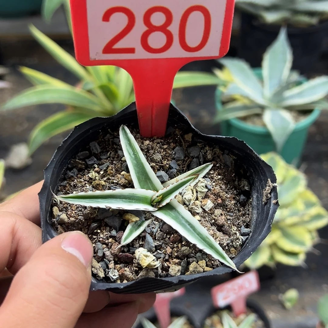 冰山龙舌兰非组培280