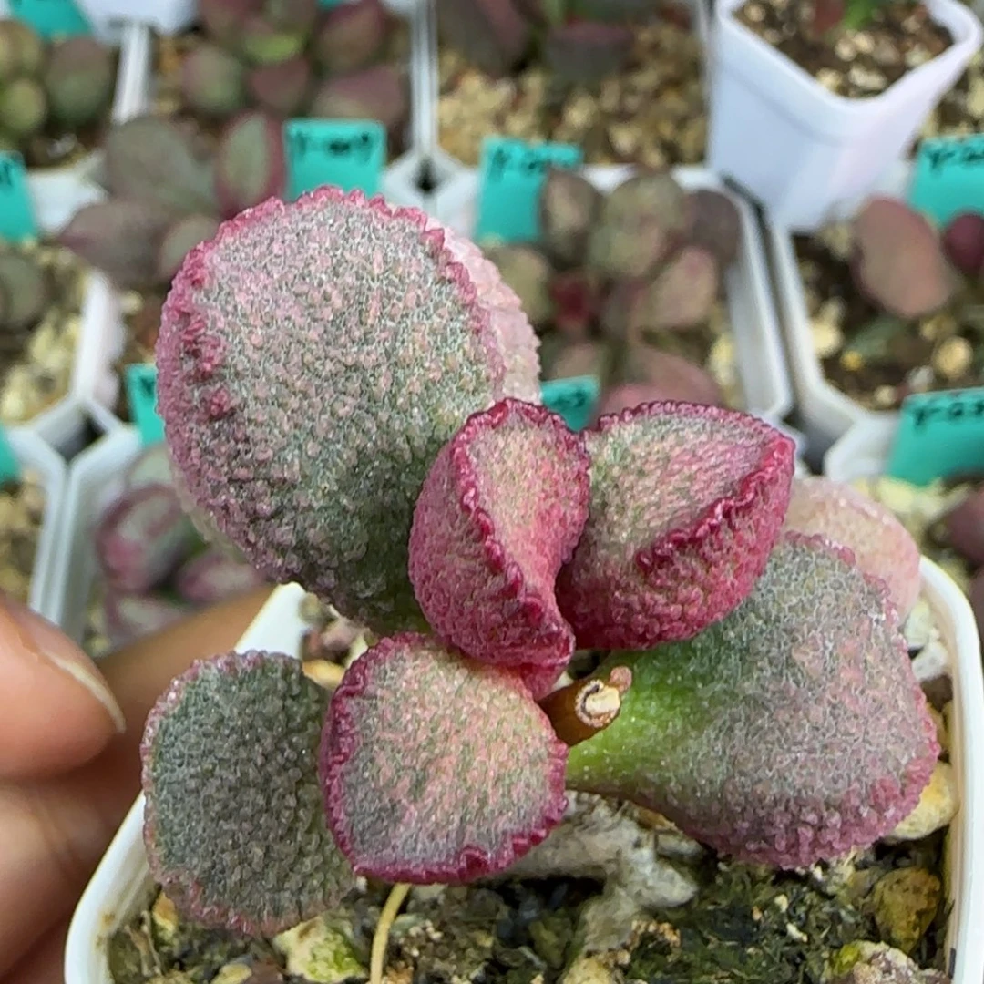 无花朵实生母本，大老庄，五方盆