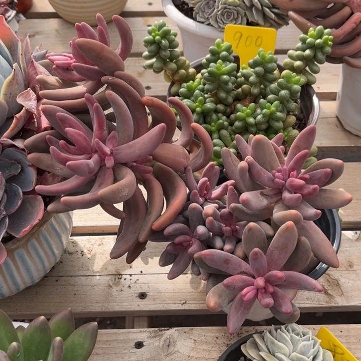 红手指多肉植物828