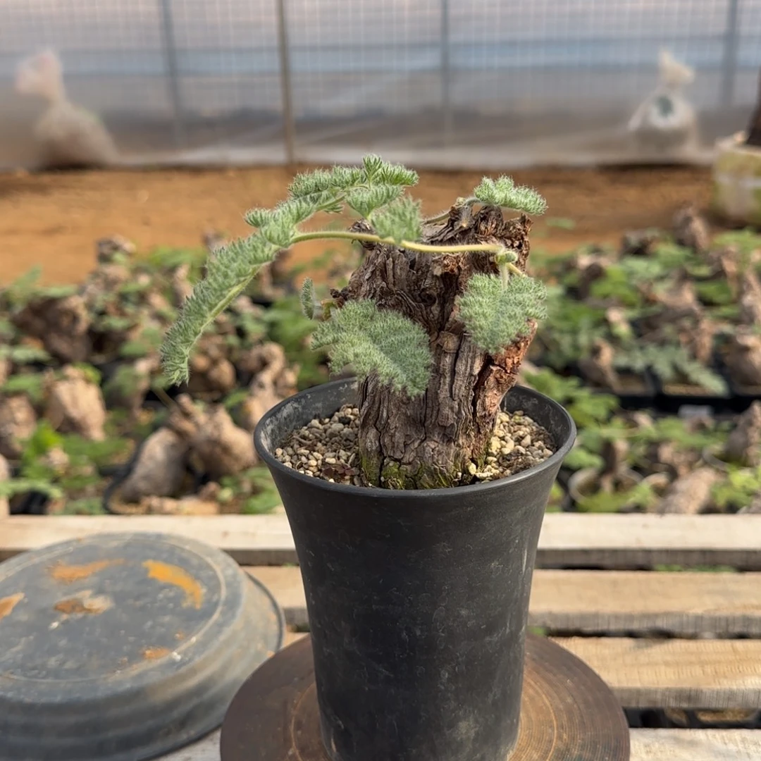 50枯木洋葵块根植物