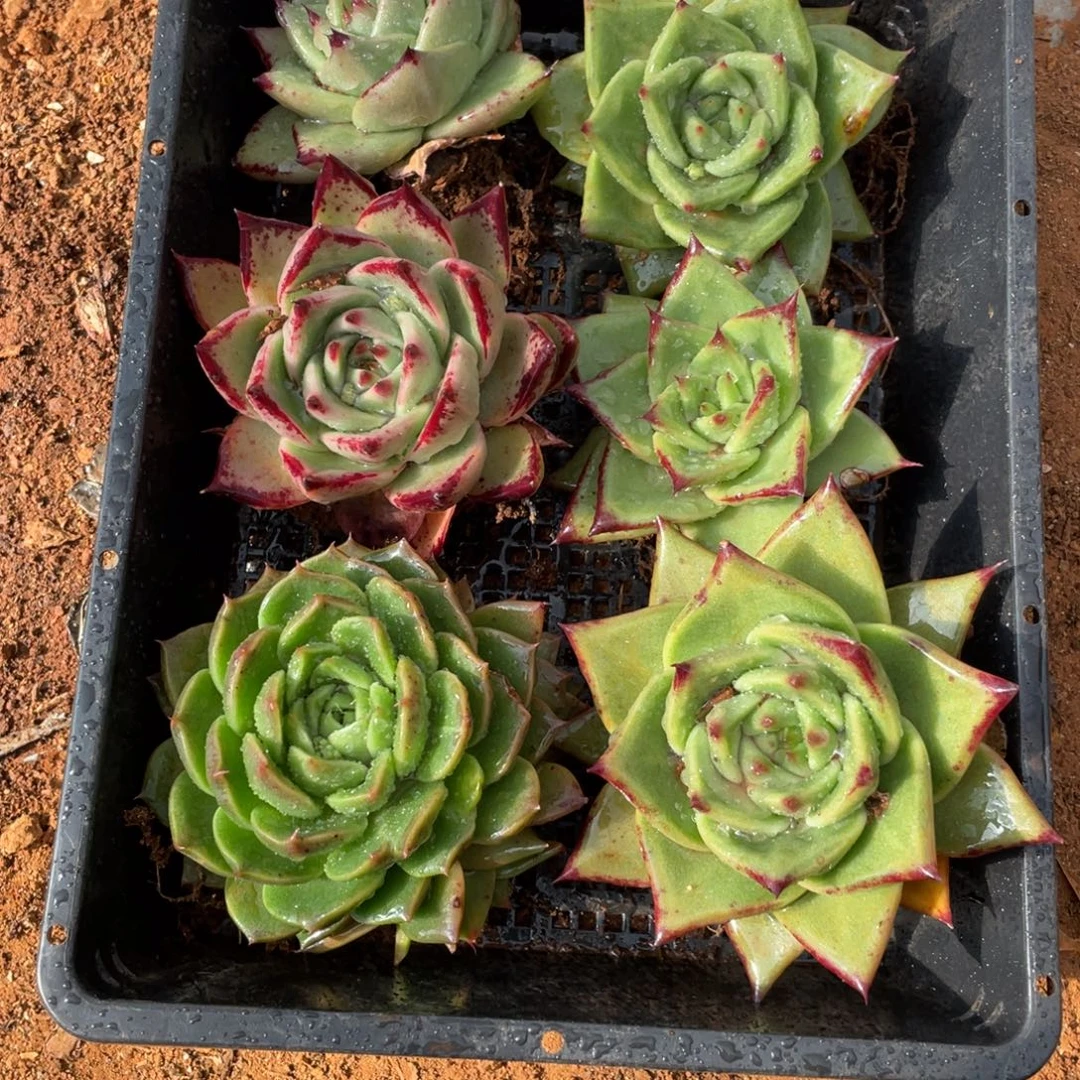 无花朵若如东云单拍B456