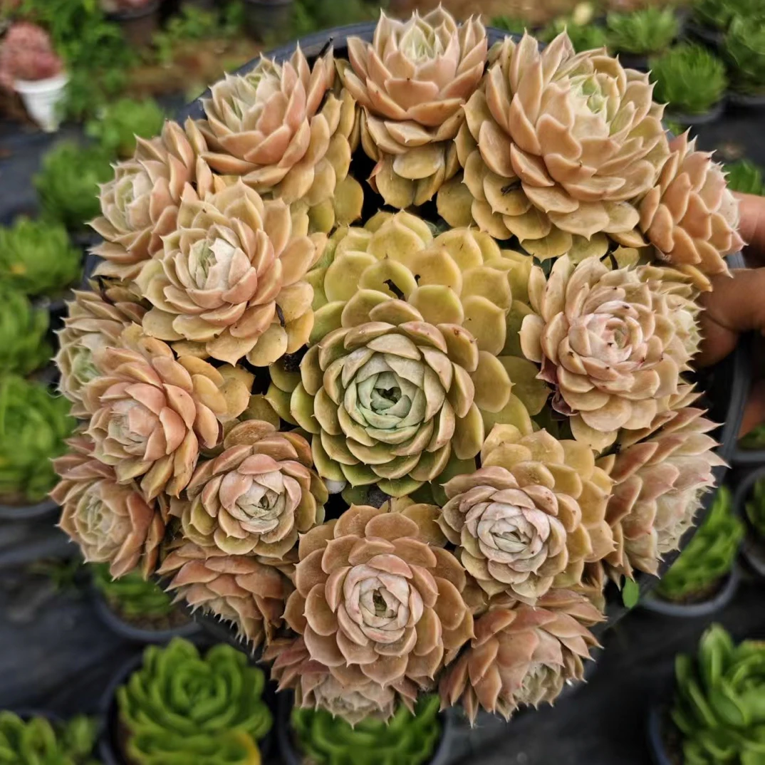 精控大群昂斯诺 金金精品多肉植物