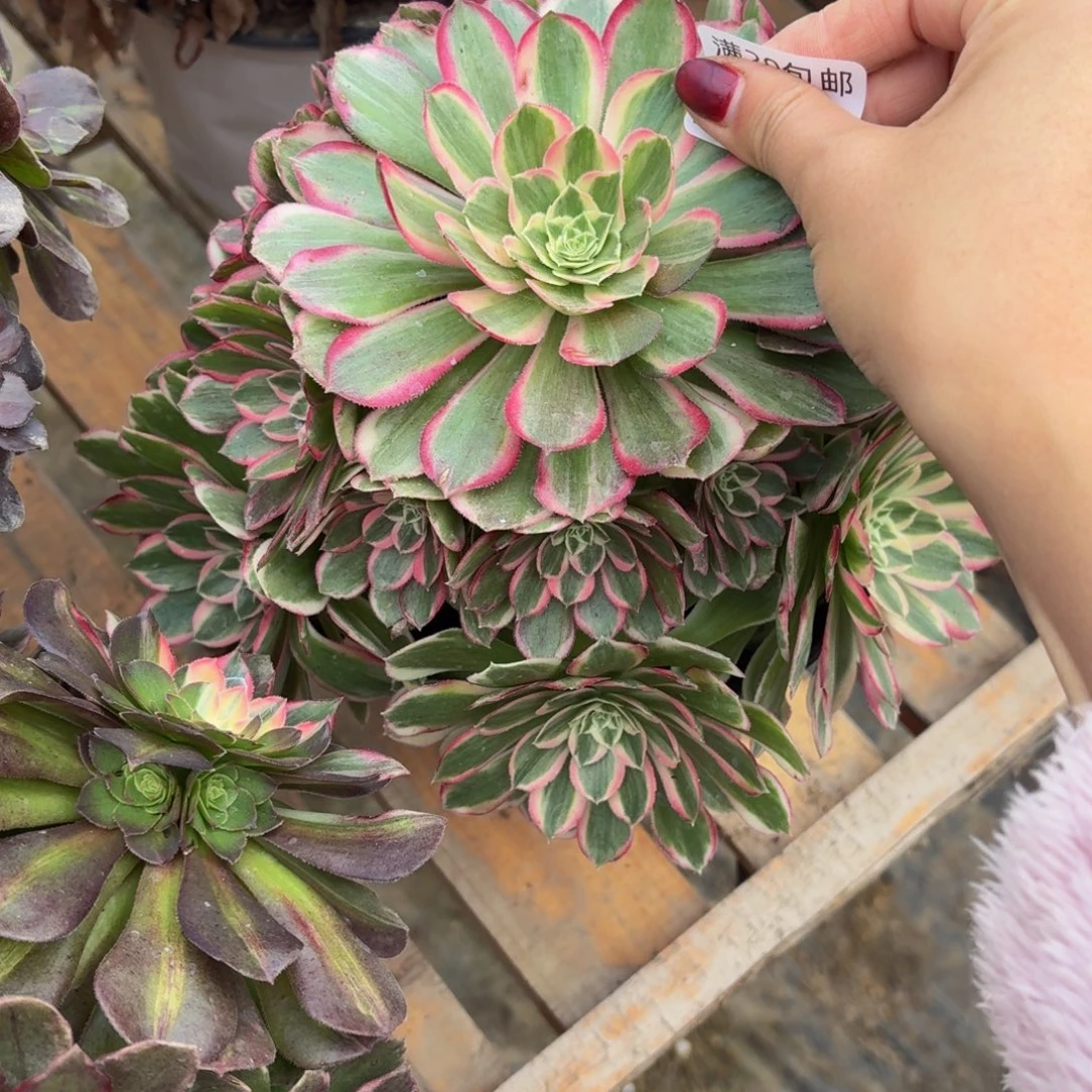 288多肉植物捧花的时候