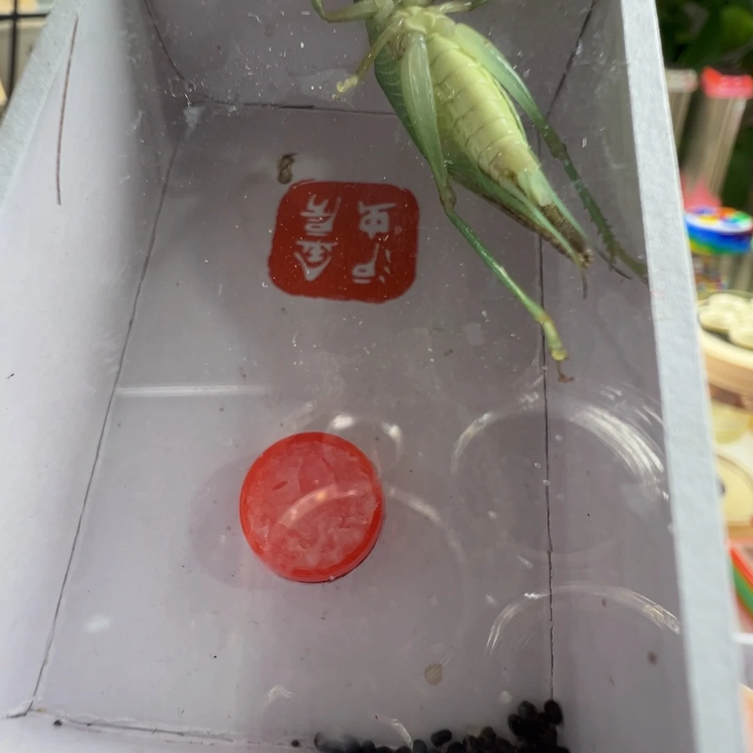 蟋蟀一只长须霍氏好