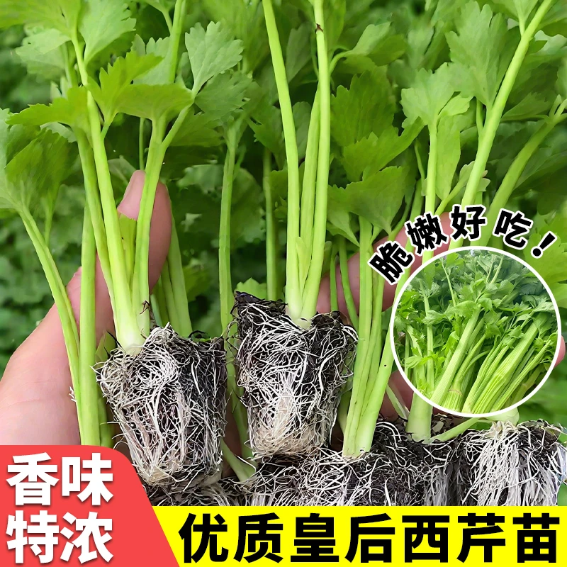 皇后西芹苗大肉西芹秧苗芹菜苗阳台庭院盆栽种植带土发货