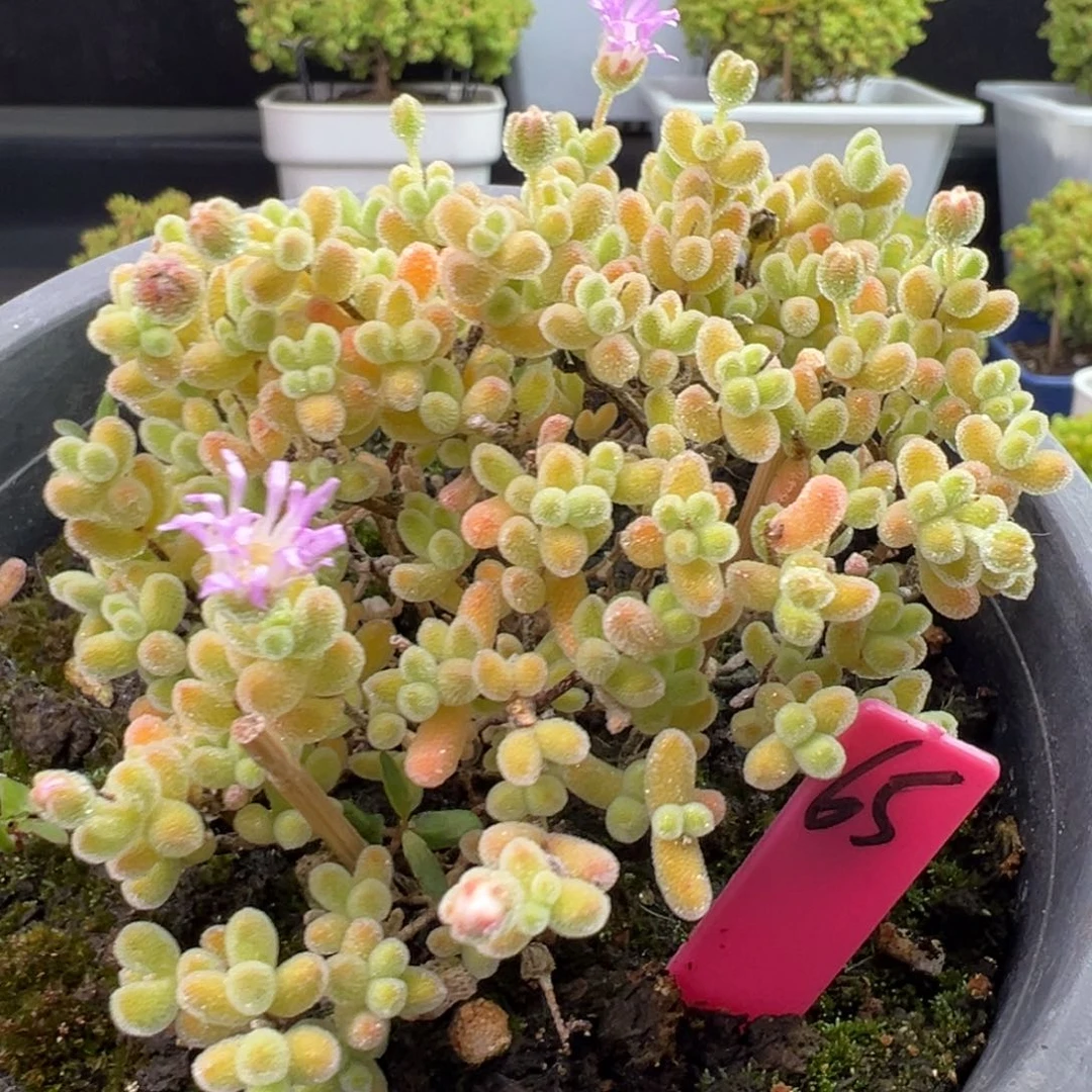 冰晶枝干65号12cm圆桶