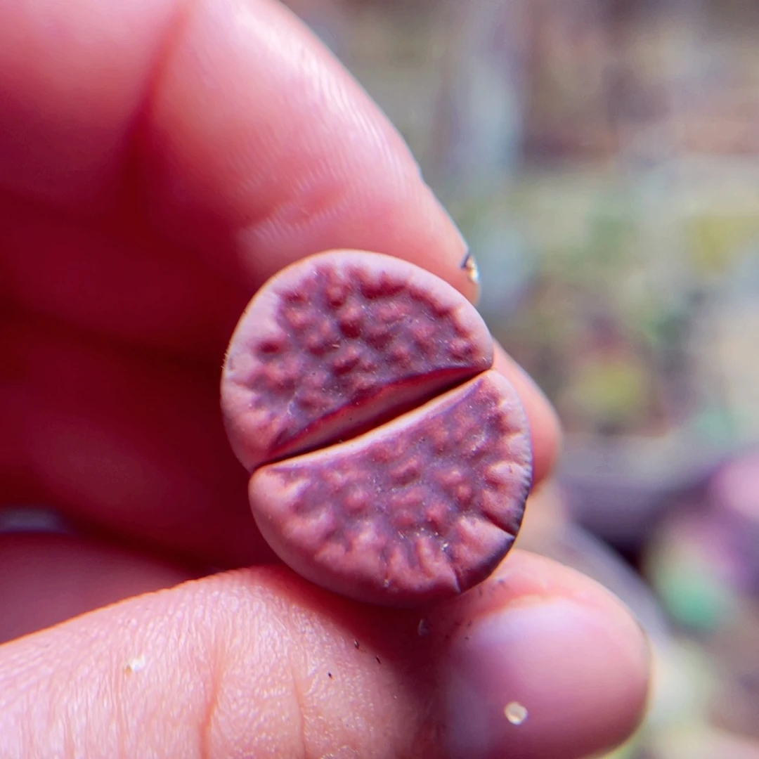 136号带盆包邮发货